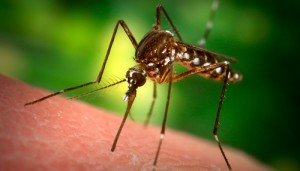 Mosquito Health Hazard